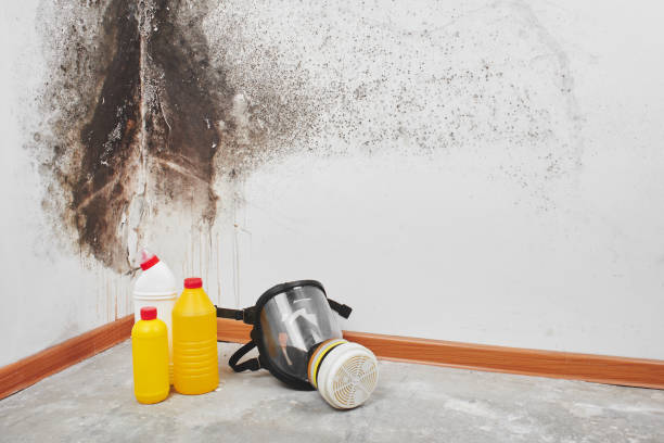 Best Toxic Mold Removal  in Wernersville, PA