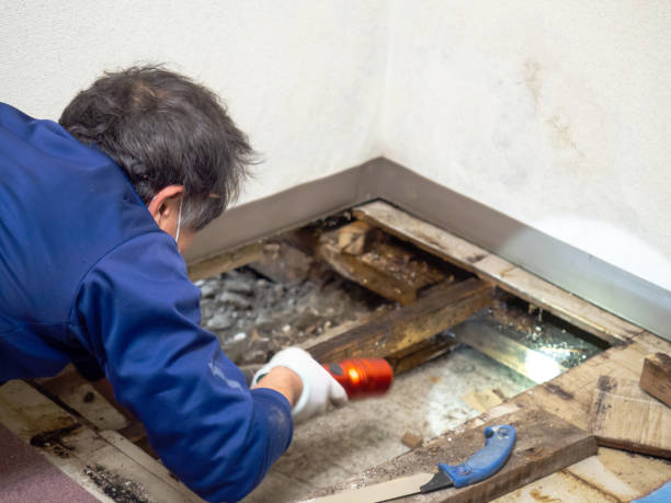 Best Black Mold Removal  in Wernersville, PA