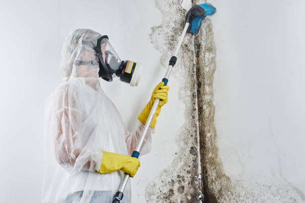 Best Toxic Mold Removal  in Wernersville, PA