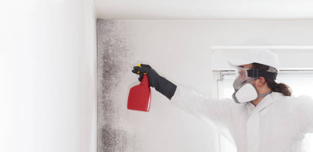 Best Attic Mold Removal  in Wernersville, PA