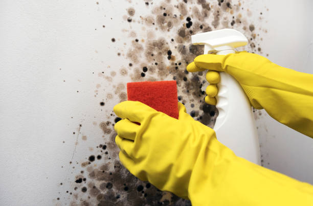 Best Professional Mold Removal  in Wernersville, PA