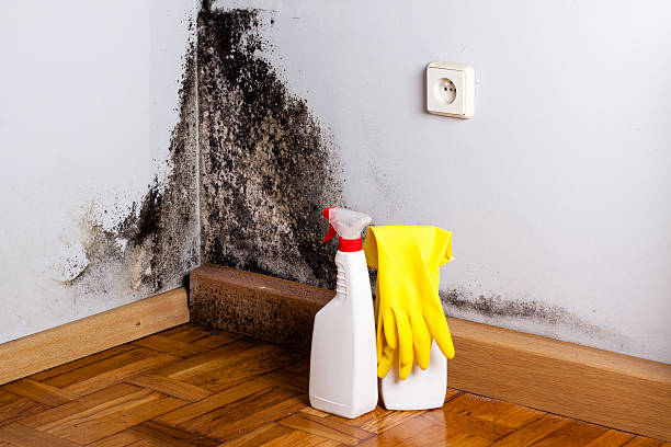 Best Mold Remediation  in Wernersville, PA