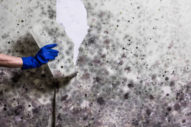 Best Best Mold Removal Companies  in Wernersville, PA