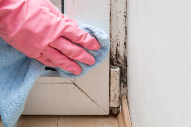 Professional Mold Removal in Wernersville, PA