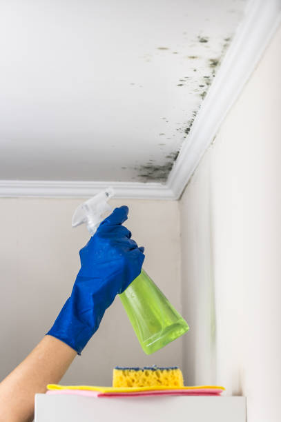 Best Mold Removal Company Near Me  in Wernersville, PA
