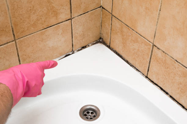 Best Mold Testing  in Wernersville, PA