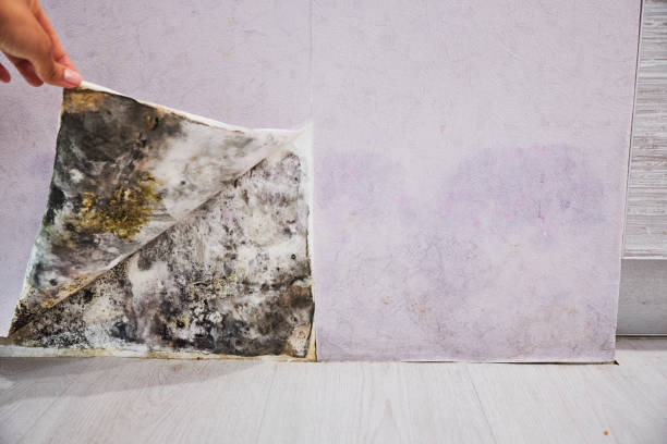 Best Mold Remediation  in Wernersville, PA